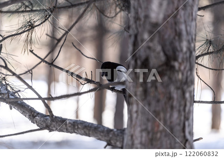 Magpie in a winter park. Birdwatching in the city. 122060832