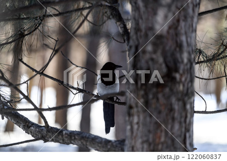 Magpie in a winter park. Birdwatching in the city. Magpie in a winter park. Birdwatching in the city. 122060837