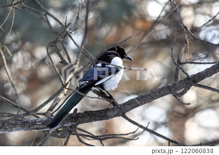 Magpie in a winter park. Birdwatching in the city. 122060838
