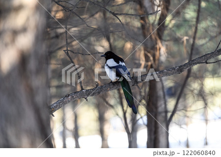 Magpie in a winter park. Birdwatching in the city. Magpie in a winter park. Birdwatching in the city. 122060840