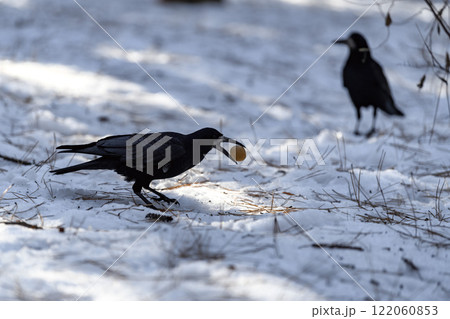 Crow in a winter park. Birdwatching in the city. Crow in a winter park. Birdwatching in the city. 122060853