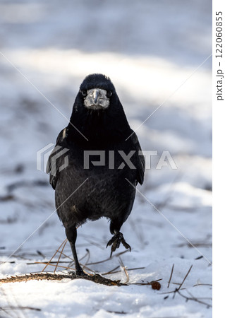 Crow in a winter park. Birdwatching in the city. 122060855