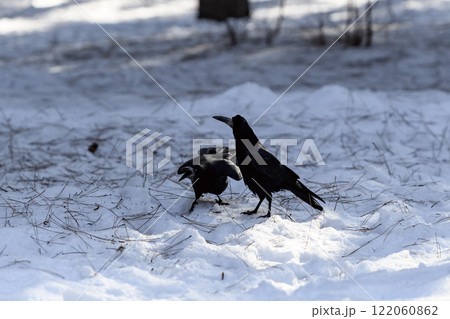 Crow in a winter park. Birdwatching in the city. 122060862
