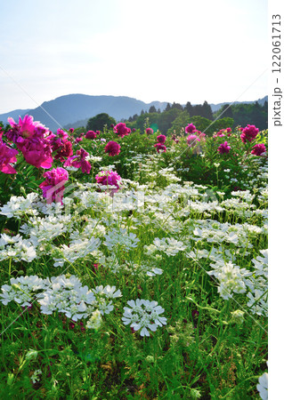 山古志　薬師の陵（新潟県） 122061713