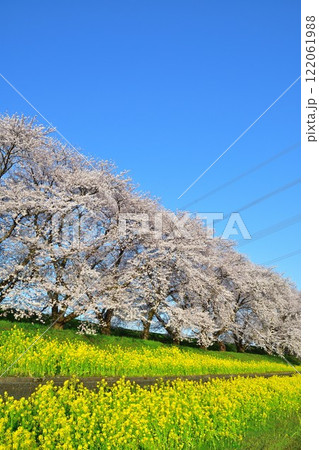 加治川治水記念公園の桜と菜の花（新潟県） 122061988