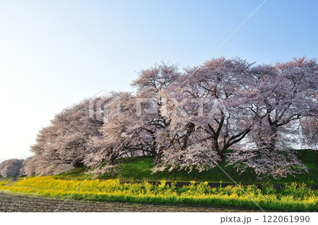 加治川治水記念公園の桜と菜の花(新潟県) 加治川治水記念公園の桜と菜の花(新潟県) 122061990