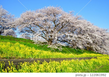 加治川治水記念公園の桜と菜の花（新潟県） 122061992