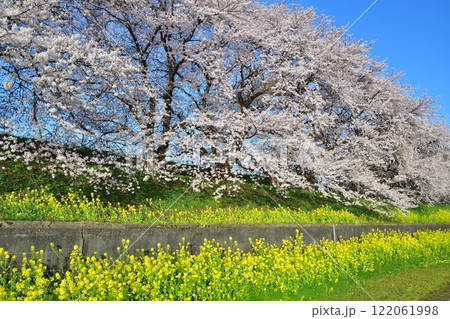 加治川治水記念公園の桜と菜の花（新潟県） 122061998