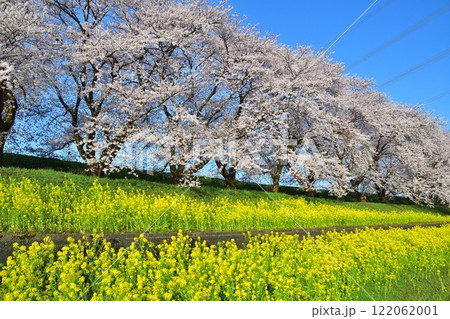 加治川治水記念公園の桜と菜の花(新潟県) 加治川治水記念公園の桜と菜の花(新潟県) 122062001