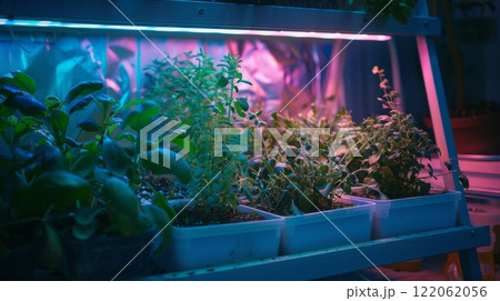 A close-up of several potted plants growing under LED grow lights, with vibrant hues of blue and pink emanating from the lights. 122062056