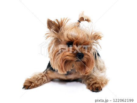 Yorkshire Terrier 122062199