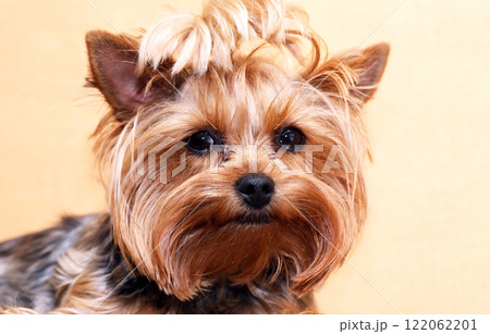 A Sad Little Dog A Sad Little Dog 122062201