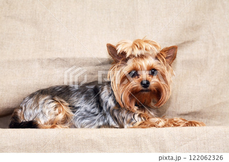 A Sad Little Dog 122062326