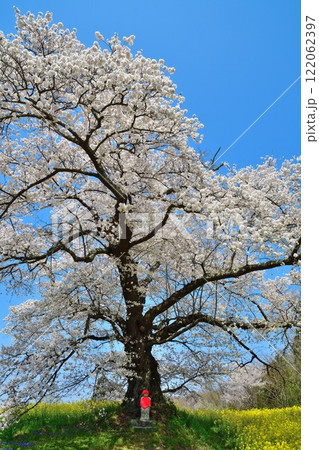 日向の人待ち地蔵桜(福島県) 日向の人待ち地蔵桜(福島県) 122062397