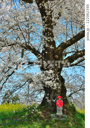 日向の人待ち地蔵桜（福島県） 122062398