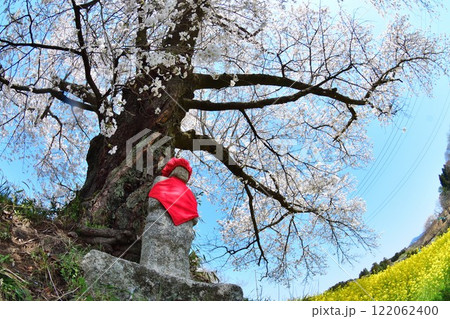 日向の人待ち地蔵桜(福島県) 日向の人待ち地蔵桜(福島県) 122062400