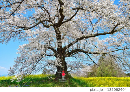 日向の人待ち地蔵桜（福島県） 122062404