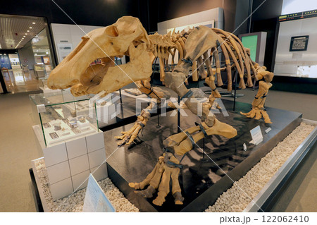 岩手県盛岡市 恐竜 パレオパラドキシア 全身骨格 122062410