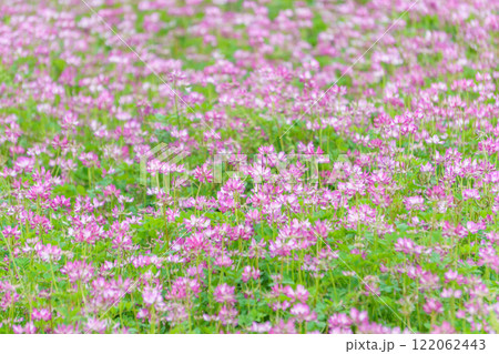 レンゲソウの花畑 122062443
