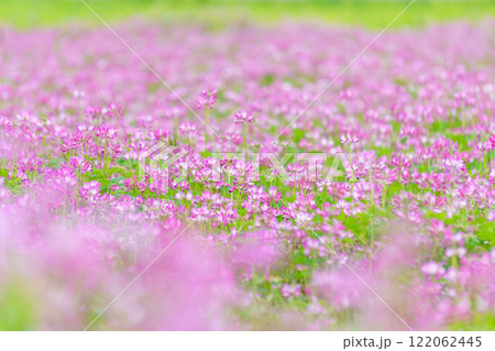 レンゲソウの花畑 122062445