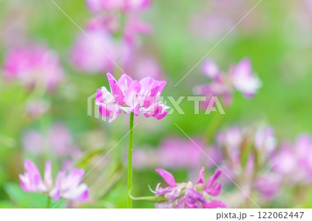 レンゲソウの花畑 122062447