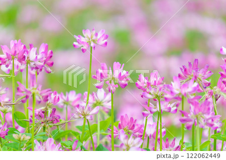 レンゲソウの花畑 122062449