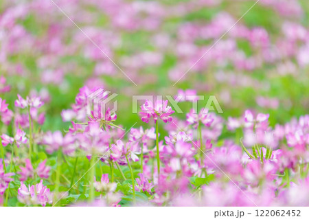 レンゲソウの花畑 レンゲソウの花畑 122062452
