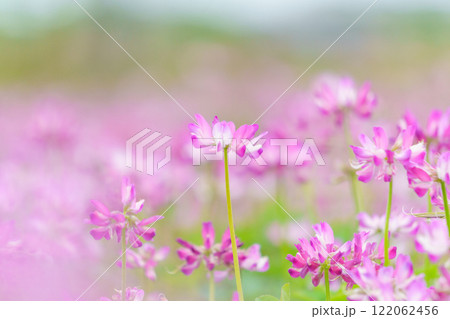 レンゲソウの花畑 122062456