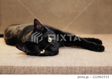Nice Black Cat 122062553