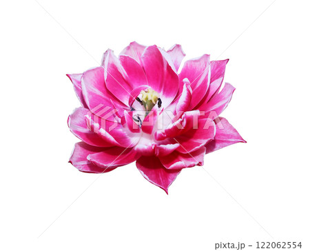 Red Flower 122062554