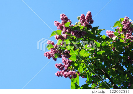Blooming Lilac 122062555