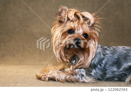 A Sad Little Dog A Sad Little Dog 122062565