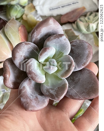 Echeveria Raon or Laon from Asian parcel Echeveria Raon or Laon from Asian parcel 122062625