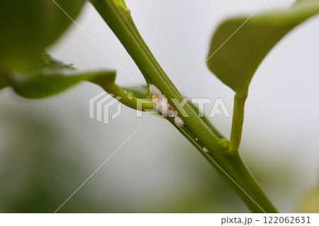 Planococcus citri, commonly known as the citrus mealybug on lemon plant 122062631
