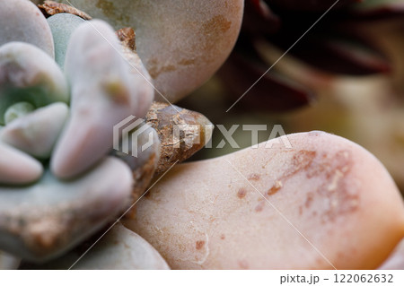 Succulent Plant Pests and Diseases, leaf close up Succulent Plant Pests and Diseases, leaf close up 122062632