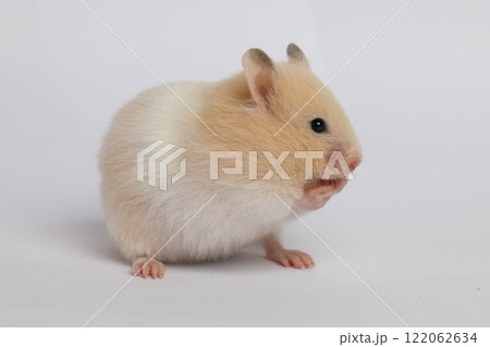 Profile portrait of cute small hamster on white background 122062634