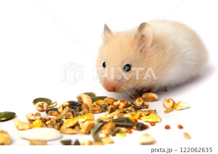 Domestic pet adorable hamster with seeds isolated on white background Domestic pet adorable hamster with seeds isolated on white background 122062635