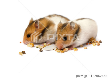 Two hamster eating seeds close up on white background 122062638