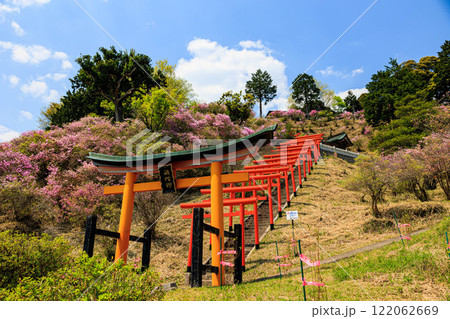 【京都府】獅子崎稲荷神社のミツバツツジ 【京都府】獅子崎稲荷神社のミツバツツジ 122062669