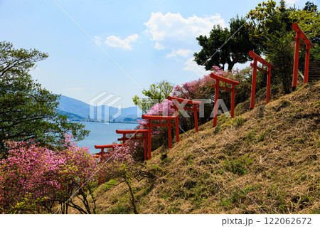 【京都府】獅子崎稲荷神社のミツバツツジ 122062672