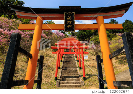 【京都府】獅子崎稲荷神社のミツバツツジ 122062674