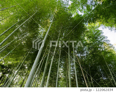 冬の竹林 122062834