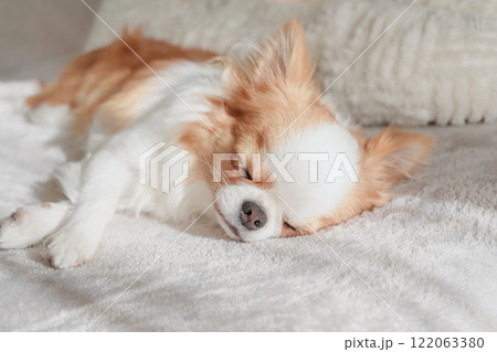 白い毛布の上で眠るチワワの子犬 122063380