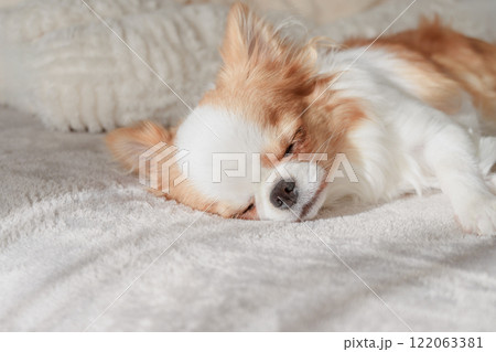 白い毛布の上で眠るチワワの子犬 122063381