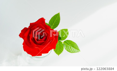 一輪の赤いバラの花　背景写真 122063884