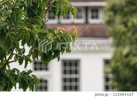 Residential building is partially obscured by lush green foliage Residential building is partially obscured by lush green foliage 122064187
