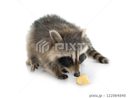 young raccoon in studio 122064840