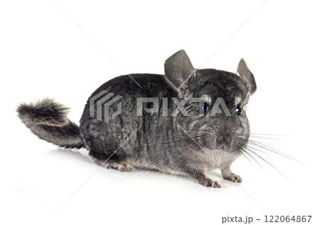 Chinchilla in studio Chinchilla in studio 122064867