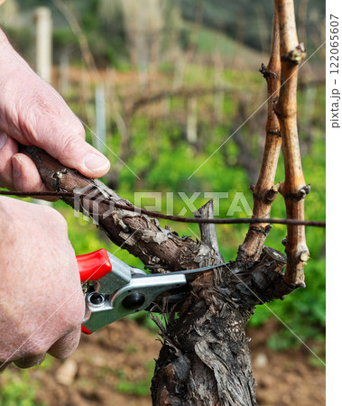 Farmer pruning the vine in winter. Agriculture. 122065607