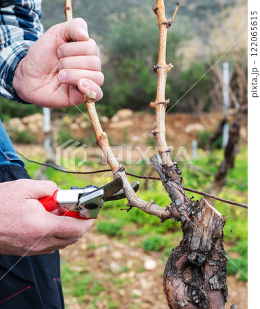 Farmer pruning the vine in winter. Agriculture. Farmer pruning the vine in winter. Agriculture. 122065615